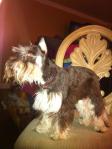 NORTHPORT, AL area: Our minature schnauzer 5 lb adult male liver and light tan-missing since Sat 3/10/12 from Northport in the triangle of Hwy 69N, Union Chapel Road and Martin Road. Contact: 205-799-8897 cell or 205-339-1862 home.