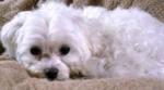 Mountain Brook, AL: Wilderness Road near Cherokee Bend Elementary School CONTACT: (205) 821-0888 Missing my small white male maltese who is 2 years old. He was wearing a blue collar with no tags and is neutered. He went missing on Wilderness Road near the Cherokee Bend Elementary School in Mountain Brook Alabama. He is a big sweetheart and loves to cuddle. Please contact me if you know any information or have seem him around anywhere. The reward is now $800 for his return.