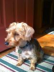 GREENHILL / KILLEN, AL area (North Alabama): Yorkie named Chandler missing since Dec 13, 2011. 10-14 lbs. Microchipped. Reward for info leading to him. Message Lesia N Steve Bevis on Facebook: https://www.facebook.com/profile.php?id=100000693914696