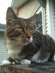 MADISON, AL: Photoseppe is missing. Last seen on the corner of Williamson St and S. Dickinson in Madison. Please take a look at the picture. He is mostly striped and has white fur under his chin and on his belly. His "thumbs" are larger than normal, making his front paws look almost like catcher's mitts. If found, call Alex: 971-219-8019 or email: alextomaino@gmail.com